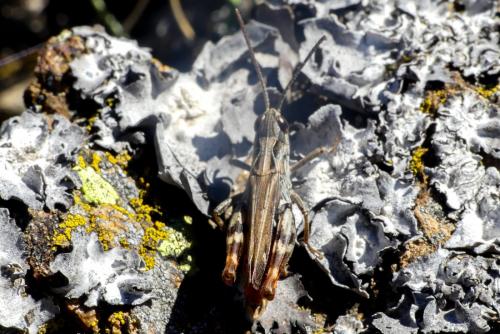 Chorthippus saulcyi saulcyi